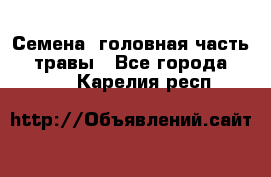 Семена (головная часть))) травы - Все города  »    . Карелия респ.